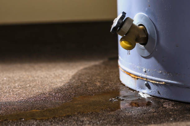 Best Mold removal after water damage  in Avalon, CA