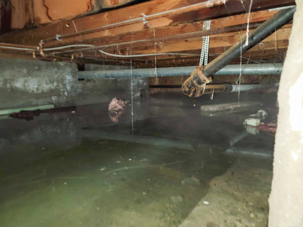  Avalon, CA Water damage restoration Pros
