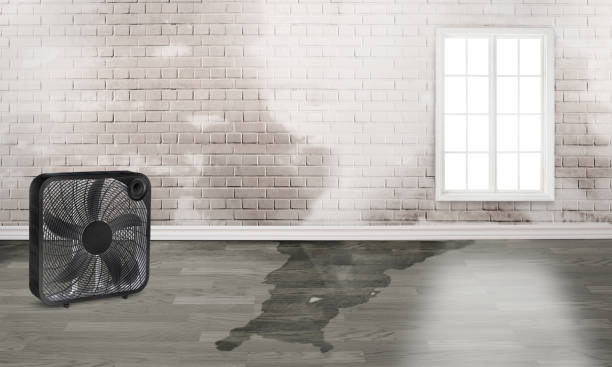 Best Water damage contractors near me  in Avalon, CA